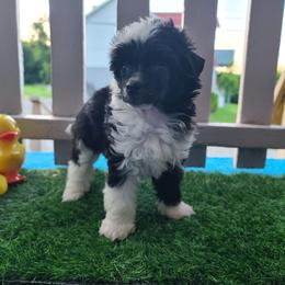 Puppy 1 - Black and white female Chinese Crested puppy in New Castle, Pennsylvania from Long Haul Cresteds & Long Rotts