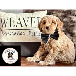 Black boy - Yellow and white male Bernedoodle puppy in Altura, Minnesota from Whitewater Bernedoodles & Bluffside Berners