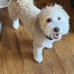 Honey - Bernedoodle