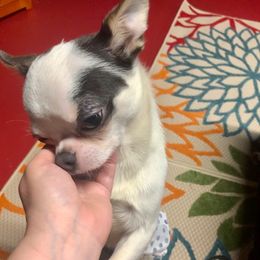 Louie - Chihuahua