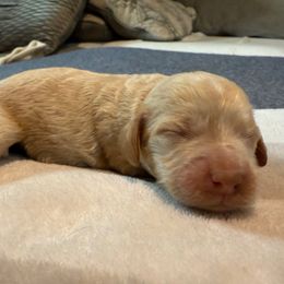 Pepper - Buff female Cockapoo puppy in Williamston, South Carolina from Sassy Bob’s Dogs