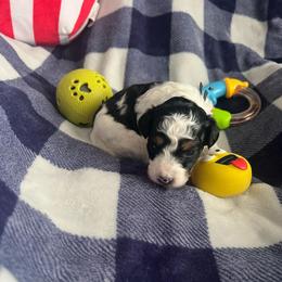 Willow-black collar - Parti male Poodle puppy in Winter Haven, Florida from Herdez’s Poodles