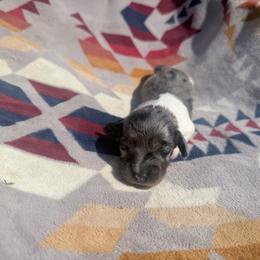 Black and tan dapple piebald big spot Female - Dapple female Dachshund puppy in Umatilla County, Oregon from Divine Dogs