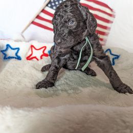 Poodle Puppies from Future Pioneers Farming