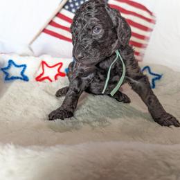 Poodle Puppies from Future Pioneers Farming
