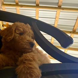 Boone - Red male Bernedoodle puppy in Olin, North Carolina from Rocky Creek Raised
