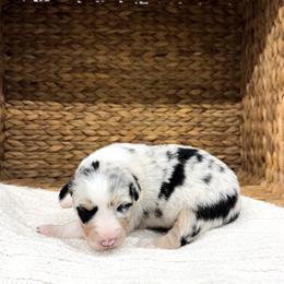 Truvvy - Blue merle female Australian Shepherd puppy in Unionville, Iowa from Soap Creek Kennels
