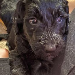 Goldendoodle Puppies from Waggin Country Doodles