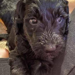 Goldendoodle Puppies from Waggin Country Doodles