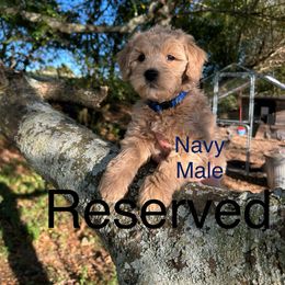 Navy - Apricot male Goldendoodle puppy in Lineville, Alabama from Dogwood Doodles of Alabama
