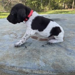 Puppy 9 - Liver and white German Shorthaired Pointer puppy in Pollok, Texas from Rockin’ Lazy 8