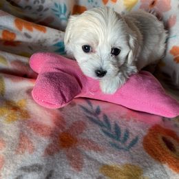 Isabella - White Coton de Tulear puppy in Rubicon, Wisconsin from Darryl's Cotons de Tulear