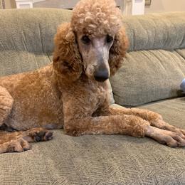 Miss Ruby - Poodle