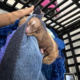 Daisy - Red  female Poodle puppy in Miami, Florida from Poodles 4 Life