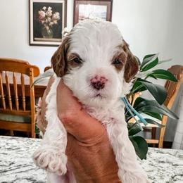 Baylee Male Blue Collar - Blenheim male Cavapoo puppy in Pleasant Grove, Utah from Destination Doodles