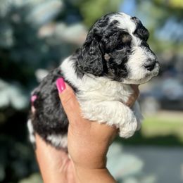 Millie - Tri-color female Double Doodle puppy in Blue Springs, Missouri from Jeanie’s Doodles