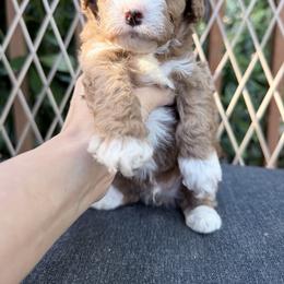 Happy - Red male Cavapoo puppy in Bellevue, Washington from Sweetheart Doodles
