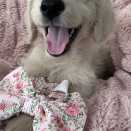 Goldendoodle, Golden Retriever, Poodle, and Shih Tzu Puppies from Platinum Paws Puppies