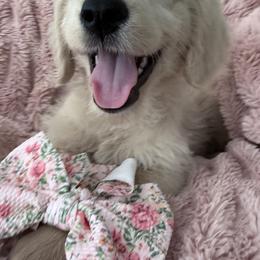 Goldendoodle, Golden Retriever, Poodle, and Shih Tzu Puppies from Platinum Paws Puppies