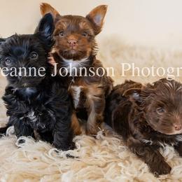 Yorkshire Terrier Puppies from Betterthan Chocolate Yorkies
