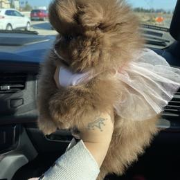 Pomeranian Puppies from Uniquepombabies