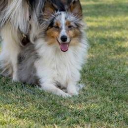 Elsie - Blue merle white and tan female Shetland Sheepdog puppy in Warren, Texas from Willow&Wren Shetland Sheepdogs