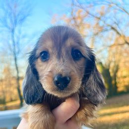 Batman 3500 - Dapple male Dachshund puppy in Sylvania, Alabama from Yancey’s Doxies