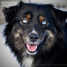 Raven - Miniature Australian Shepherd
