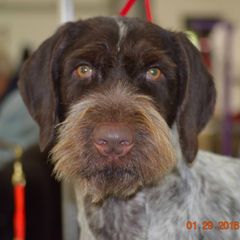 German Wirehaired Pointer All Grown Up from RnRwires