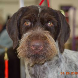 German Wirehaired Pointer All Grown Up from RnRwires