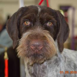 German Wirehaired Pointer All Grown Up from RnRwires