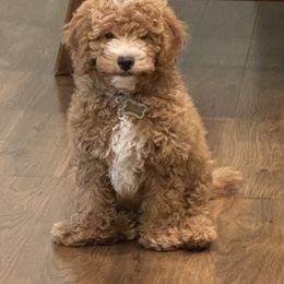 Goldendoodle Puppies from Goldendoodlezfl