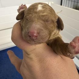 Mickey - Red  male Goldendoodle puppy in Fort Collins, Colorado from Front Range Family Doodles