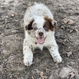Australian Cattle Dog, Australian Shepherd, Companion Cross, and Miniature Australian Shepherd Puppies from MK Aussies