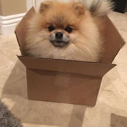 Pomeranian Puppies from Sharon's Pomeranians