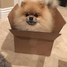 Pomeranian Puppies from Sharon's Pomeranians