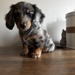 Dachshund Puppies from MI Dachshunds