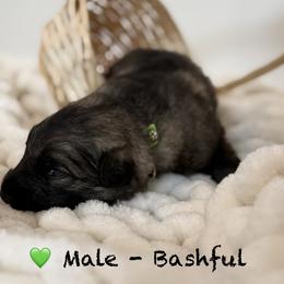 Shiloh Shepherd Puppies from North By Northwest Shilohs “NBN”