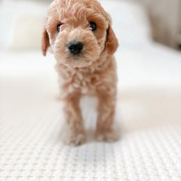 Expected litter spot 1 - Red male Maltipoo puppy in Vancouver, Washington from Pnwfamilydoodles