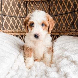 Girl 1 - Red female Bernedoodle puppy in Brookville, Pennsylvania from Woodland Mountain Doodles