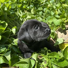 Rory - Black female Labrador Retriever puppy in Alger, Ohio from Osborne Family Retrievers