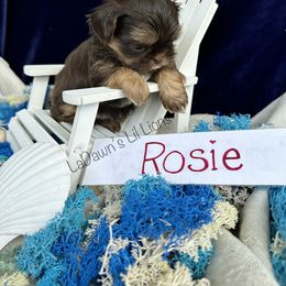 Shih Tzu Puppies from LaDawn’s Little Lions