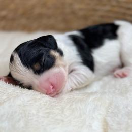 Jade - Tri-color female Cavapoo puppy in Kankakee, Illinois from Apricot Roots Doodles