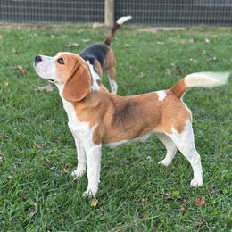 Bunny - Black tan and white female Beagle puppy in Needville, Texas from Rancho Robles Kennels