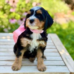Crest - Tri-color female Bernedoodle puppy in Mapleton, Utah from Natural Doodle Life