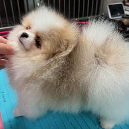 Casino - Pomeranian