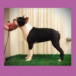 Boston Terrier Puppies from Diamonds In The Ruff Boston Terriers & Cane Corsos