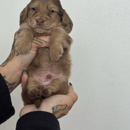 Boy 1-Dapple - Dapple male Dachshund puppy in Rio, Wisconsin from Three K Miniature Dachshunds