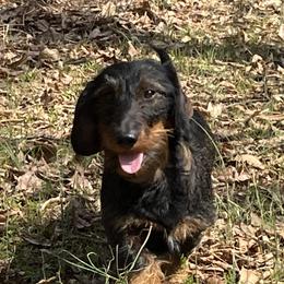 Jager - Dachshund