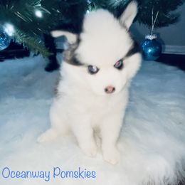 Pomsky Puppies from Oceanway Pomskies